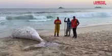 Brasile: balena trovata morta sulla spiaggia di Rio de Janeiro