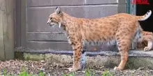 Regno Unito, la lince rossa Blob ha una nuova casa: il suo vecchio proprietario lo maltrattava