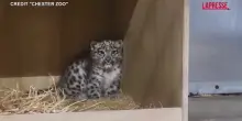 Leopardo delle nevi, cucciolo nasce allo zoo di Chester: il primo nella storia del parco