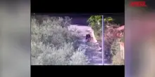 Droga, sequestrati beni per 1 mln tra Abruzzo, Lazio e Puglia: arresti e perquisizioni