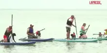 Regno Unito, la gara dei cani surfisti alla ricerca del Guinness dei primati