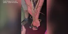 Australia, scoperto enorme insetto stecco: pesa circa 44 grammi