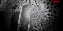Chicago, al Brookfield Zoo sono nati due cuccioli del rarissimo leopardo dellAmur: le prime immagini