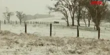 Australia, rara nevicata nel Nuovo Galles del Sud: i canguri saltano nella neve