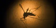West Nile, ottava vittima nel Lazio