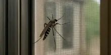 West Nile, +50% richieste zanzariere