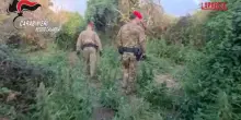 Reggio Calabria, scoperta piantagione di marijuana: 2 arresti