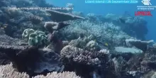 Australia, la Grande Barriera Corallina ha subito la perdita più importante degli ultimi 40 anni: le cause