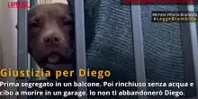 Morte del pitbull Diego, le immagini esclusive della Leidaa: lanimale viveva segregato