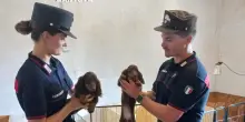 Vendeva cani di razza senza pedigree, a Mantova sequestrati 70 cuccioli