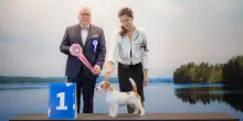 Max, da San Benedetto del Tronto a Helsinki per il titolo di “cane più bello del mondo”