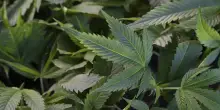 Usa, Trump verso cambio di rotta sulla cannabis: sarà considerata meno pericolosa dalla legge
