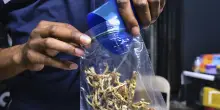 Spagna, ‘ritiri spirituali’ con ayahuasca: 3 arresti e 5 indagati