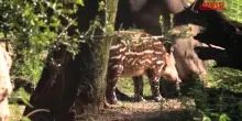 Usa, è nato un tapiro allo zoo di Houston