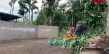 Giornata mondiale dellelefante, frutta fresca per un cucciolo e sua madre