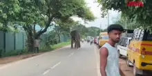 India, lelefante ferito si rifugia in un villaggio