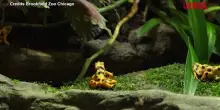 Giornata della rana dorata di Panama, le iniziative allo zoo di Brookfield