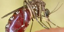 West Nile, decima vittima nel Lazio
