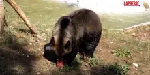 Regno Unito, gli orsi dello zoo di Whipsnade si rinfrescano con il ghiaccio per combattere il caldo