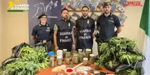 Torino, coltivava cannabis in giardino, la Gdf arresta una donna in Val dAla: le immagini del blitz