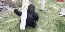 Istanbul, giovane gorilla salvato dalla stiva di un aereo: le immagini del suo recupero