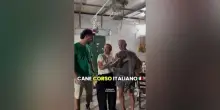 Meloni in vacanza in Puglia, premier visita un allevamento di cani corsi
