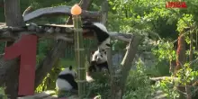 Festa allo zoo di Berlino: i cuccioli di panda Leni e Lotti compiono un anno