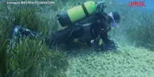 Sardegna, la posidonia oceanica è in pericolo: biologi marini allopera per salvarla