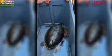 Santa Maria di Leuca, salvata una tartaruga Caretta Caretta dalla Guardia di Finanza