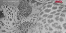 Missouri, nati due cuccioli di leopardo dellAmur: la specie è a rischio estinzione