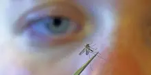 West Nile, Iss: “Da inizio anno 430 casi e 27 decessi”