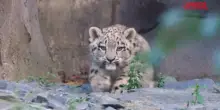 Regno Unito, cucciola di leopardo delle nevi muove i suoi primi passi allo zoo di Chester