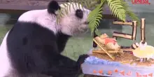 Taiwan, la femmina di panda più vecchia dell’isola compie 21 anni