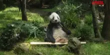 Chi è Xin Xin, lunica panda gigante al mondo che non è cinese: vive in Messico
