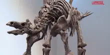 Il dinosauro con la coda armata e le spine: una raggiungeva gli 87 centimetri