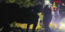 Ascoli Piceno, cavalli scivolano in burrone: il salvataggio dei vigili del fuoco