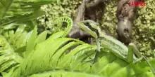 Regno Unito, rara iguana si riproduce senza un compagno allo zoo di Telford