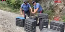 Reggio Calabria, in auto con oltre duemila uccelli protetti: denunciato