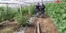 Coltivazione e detenzione di marijuana: un arresto a Cisterna di Latina