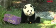 Washington, il panda gigante Qing Bao festeggia il suo quarto compleanno