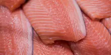 Allarme listeria, richiamato lotto di salmone affumicato