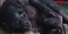 Regno Unito: nello zoo di Twycross nasce cucciolo di bonobo, il primate più simile alluomo