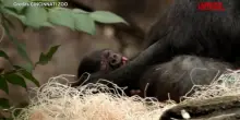 Usa, nato un cucciolo di gorilla allo zoo di Cincinnati
