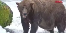 Chunk trionfa nella Fat Bear Week: lorso bruno vince il titolo di più grasso dellAlaska