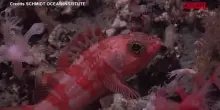 Uruguay, scienziati esplorano oceano a 1.200 metri di profondità: le immagini della ricchezza di vita marina