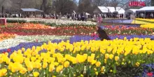Australia, un milione di fiori in mostra alla più grande festa di primavera