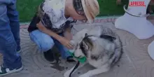 A Santo Domingo la raccolta fondi per un rifugio per animali