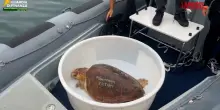 Vibo Valentia, torna in mare la tartaruga Ariel