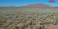 Cile, fiori nel deserto più arido della Terra: le spettacolari immagini da Atacama