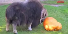 Usa, lo zoo di Tacoma si prepara a Halloween: una zucca di 95 kg in regalo al bue muschiato Hudson